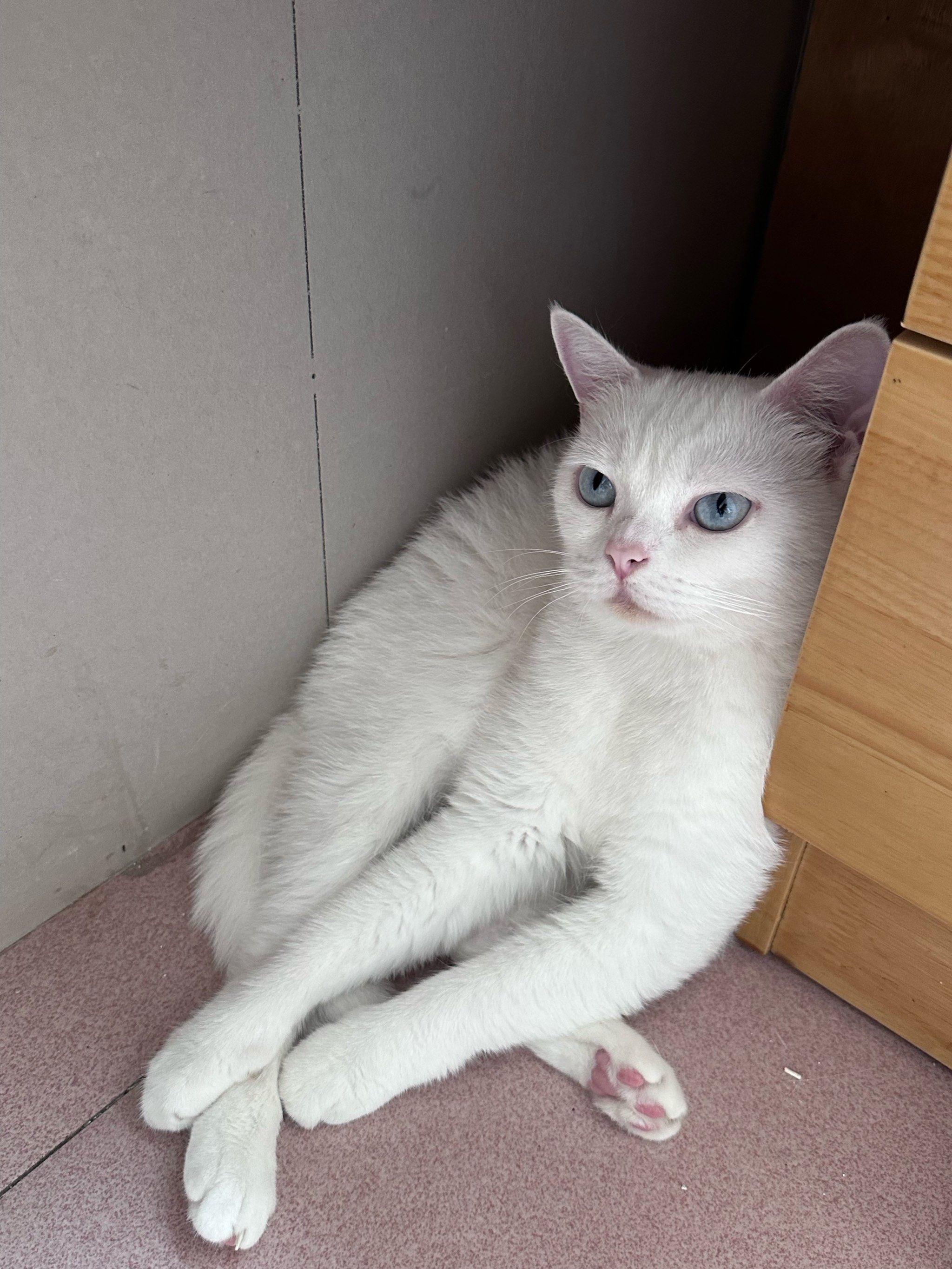 又是被小猫可爱到的一天