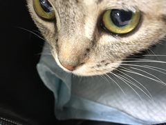 -北京观赏动物医院·24小时大型综合·猫专科·异宠专科