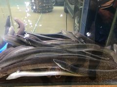 -本炙炭烤·蒲烧活鳗料理店(金沙洲店)