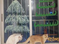 -有喵·猫咖·狗咖·30几只猫10只小狗(岗厦店)