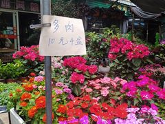-曲阳花鸟市场(曲阳路店)