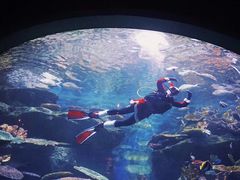 -暹罗海洋世界