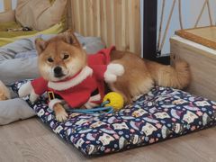 -柴迷FANS CLUB·柴犬狗咖·猫咖