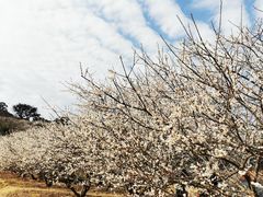 -广州市流溪河国家森林公园