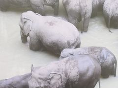 -野象谷景区