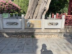 -泰山风景名胜区