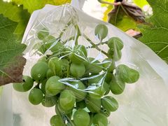-芜湖方特东方神画