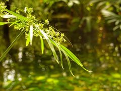 -上海辰山植物园
