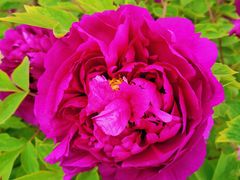 -咸阳湖景区-古渡公园