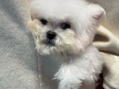 -帕帕拉兹宠物(亚洲旗舰店)