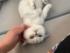 -喵百万·布偶·蓝金金渐层英短·猫舍(百子湾店)