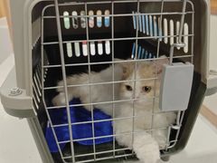 -派联宠物医院·24h·CT·异宠