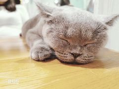 -猫小院猫主题餐厅(三里屯店)