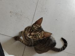 -麻哥面猪肝面(仁和广场店)