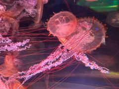 -上海海昌海洋公园