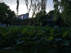 -莲湖公园