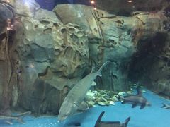 -上海海洋水族馆