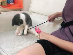 -lincat·猫舍(广州店)