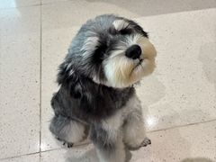 -帕帕拉兹宠物(亚洲旗舰店)