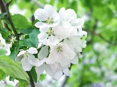 -海棠花溪(元大都城垣遗址公园)