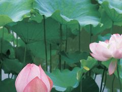 -陈家山荷花公园