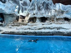 -帝企鹅自助餐厅•儿童岛•真企鹅(长隆企鹅酒店)