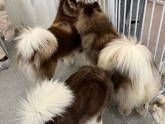-Let's go狗咖·猫咖·奶狗·桌游(春熙路IFS店)