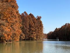 -上海海湾国家森林公园
