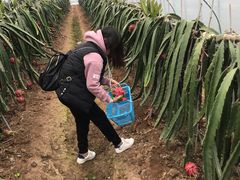 -海上花岛玫瑰园采摘