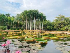 -中国科学院西双版纳热带植物园
