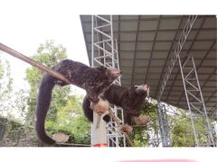 -清迈夜间动物园