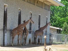 -石家庄市动物园