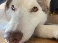 -Husky Go! 哈士奇体验馆·宠物咖啡厅狗咖