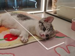 -babydoll猫舍·米努特·德文·缅因(久光中心店)