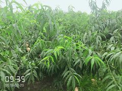 -南汇新场正宗水蜜桃采摘