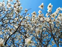 -济南国际园博园