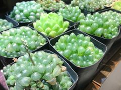 -双季花艺园艺市场(浦东店)