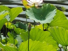 -荔湾湖公园