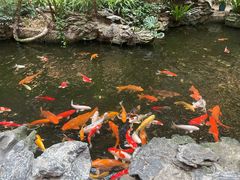 -白天鹅宾馆-宏图府餐厅