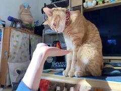 -荔康动物医院(康王北路店)