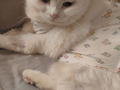 -创凡宠物医院·骨专科  猫科中心(西乡分院)