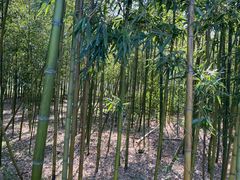 -新建村梅花
