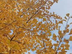 -长白岛森林公园