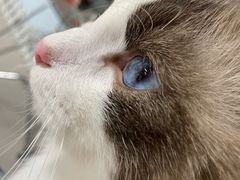 -喵百万·布偶·蓝金金渐层英短·猫舍(百子湾店)
