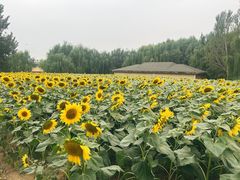 -长白岛森林公园