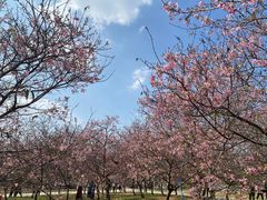 -天适樱花悠乐园