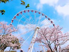 -顾村公园