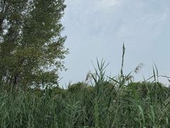 -滕州微山湖红荷湿地景区