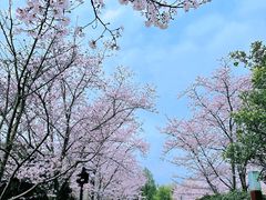 -顾村公园