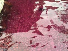 -森波拉火山温泉